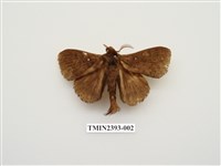 藏品(多紋枯葉蛾)的圖片